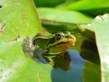 The lookout frog