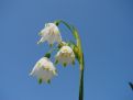 White bloom bells