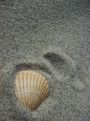 Shell in the sand