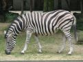 Grazing zebra