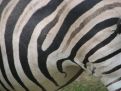 Stripes of the zebra