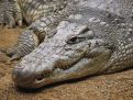 Visious crocodile