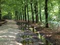 Bomen rij langs voetpad