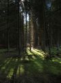 bomen in het bos