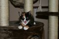 Evil kitten