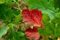 Red and green oak leaves