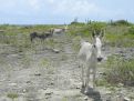 wild donkeys