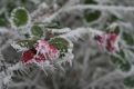 frozen berries