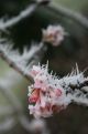 frozen flowers