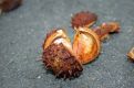 Chestnuts on the street