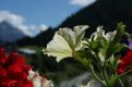 Flowers in the foreground