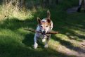 Dog and a stick