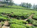 Tea garden