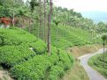 Tea garden