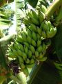 Banana fruit