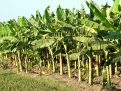 Banana plantation