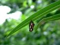 Chrysalis