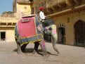 Elephent ride, india