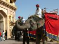 Elephent ride, india