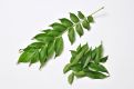 Curry leaves