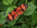 Red buttrly on a leaf