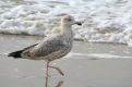 Pigeon walking by the sea line