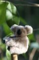 Koala doll in plant