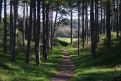 Path trough the trees