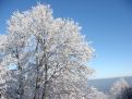 White branches