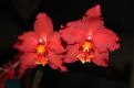 Red Orchid Cambria
