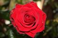 Beautiful Red Rose