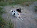 Dog in the sand