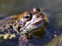 big frog sitting in the sun