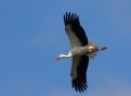 Flying stork, vliegende ooievaar