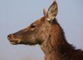 Profile Deer