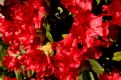 Red Bouquet