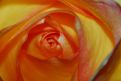 Orange rose