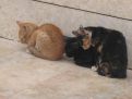 domestic animals - cats