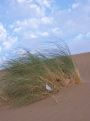 Grass in the sands