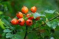 Rosehip bush after rain 2