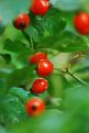 Rosehip bush after rain 6