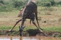 Maasai giraffe  drinking