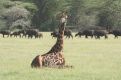 Maasai-giraffe and buffalo
