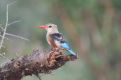 Greyheaded Kingfisher