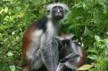 Red Colobus