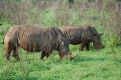 White Rhinoceros