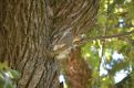 Tree squirrel