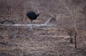 Ostrich with chicks