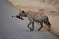 Hyena with bone