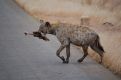 Hyena with bone